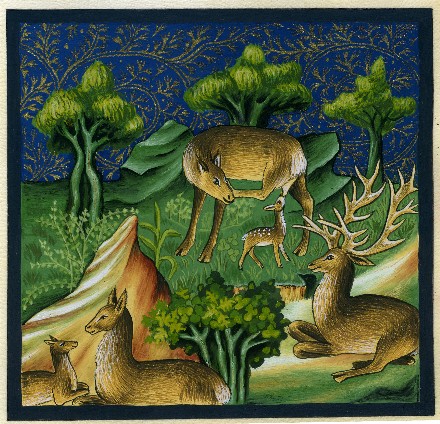 Web cerfs g phebus.jpg