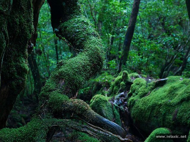 Yakushima-Island_00008.jpg
