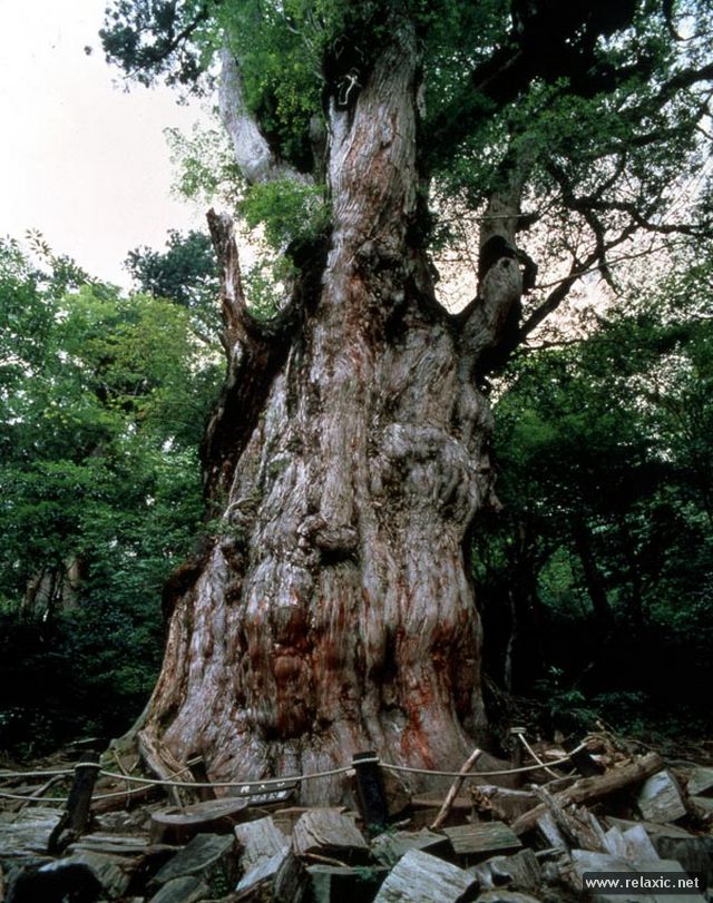 Yakushima-Island_00015.jpg