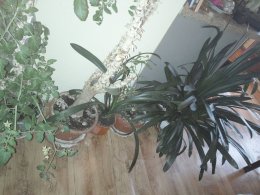 IMG_2017-10-25_114225.jpg
