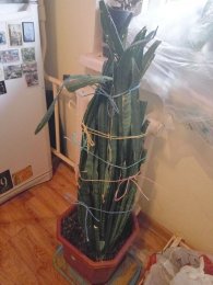 IMG_2017-10-25_114305.jpg