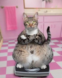 Хорошего кота должно быть много.jpg