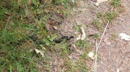 IMG_20180626_173920-800x449.jpg